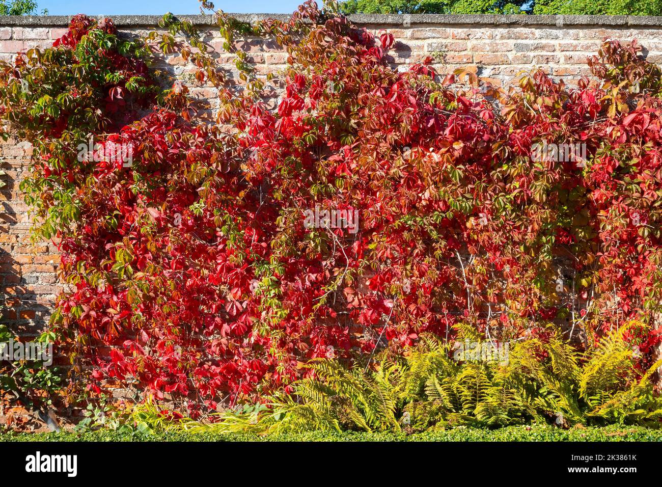 Herbstlicher roter Virginia Creeper an einer Wand am Kirkleatham Walled Garden Redcar North Yorkshire Stockfoto