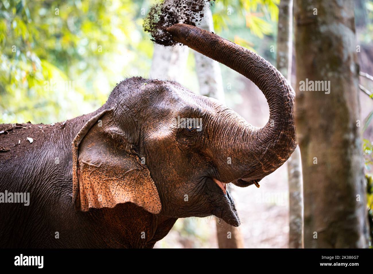 Wilder asiatischer Elefant im Dschungel von Kambodscha, Südostasien Stockfoto