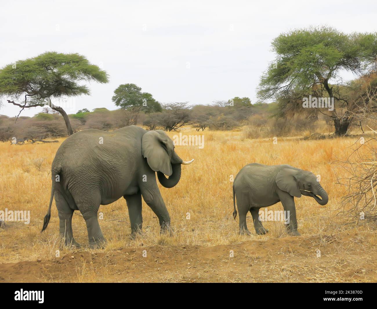 Elefant und Kalb im Tarangire Nationalpark, Tansania, Ostafrika Stockfoto