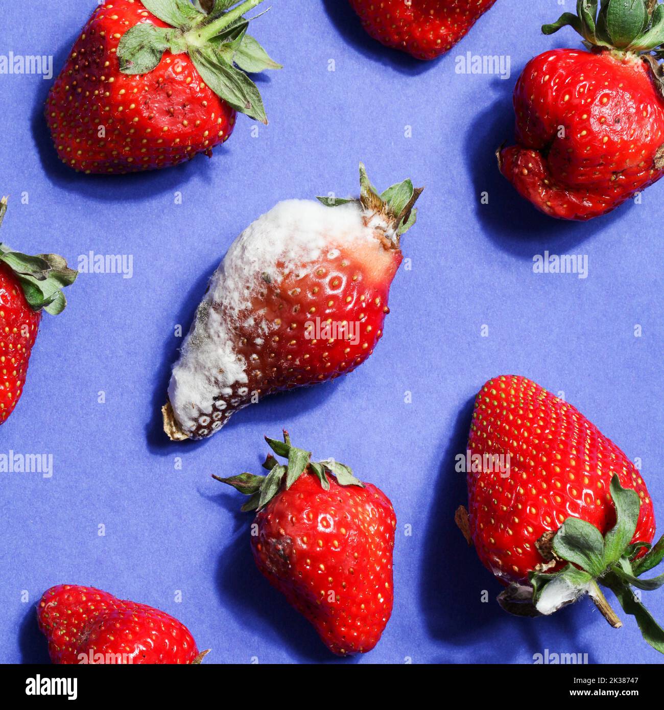 Verfaulte Erdbeeren auf blauem Hintergrund. Globales Hungerproblem. Platz kopieren. Überverbrauch, Konzept für Lebensmittelverschwendung. Verdorbene, gefährliche Lebensmittel. Stockfoto