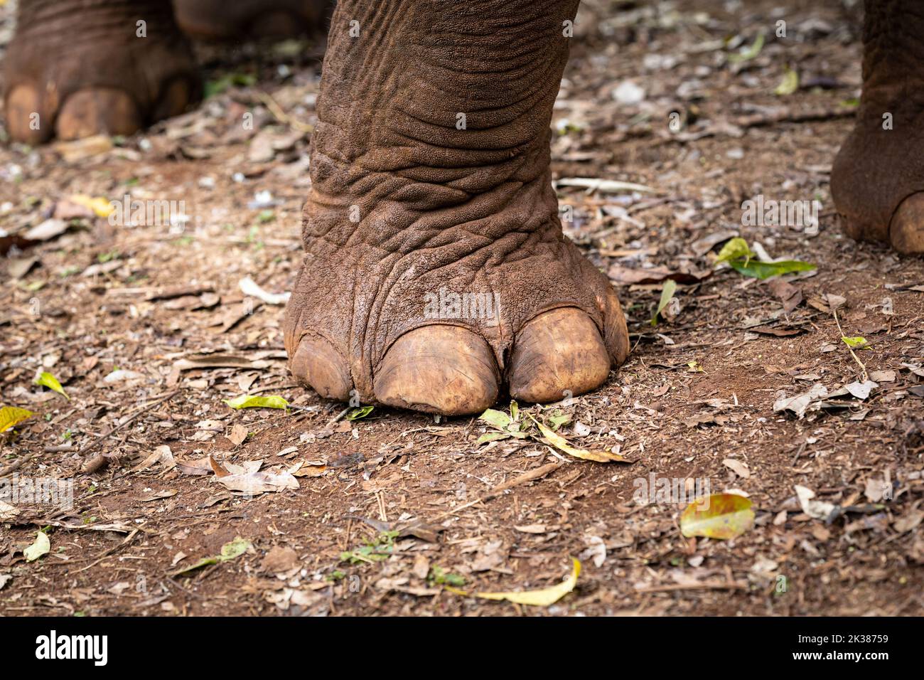 Fuß eines wilden asiatischen Elefanten im Dschungel von Kambodscha, Südostasien Stockfoto