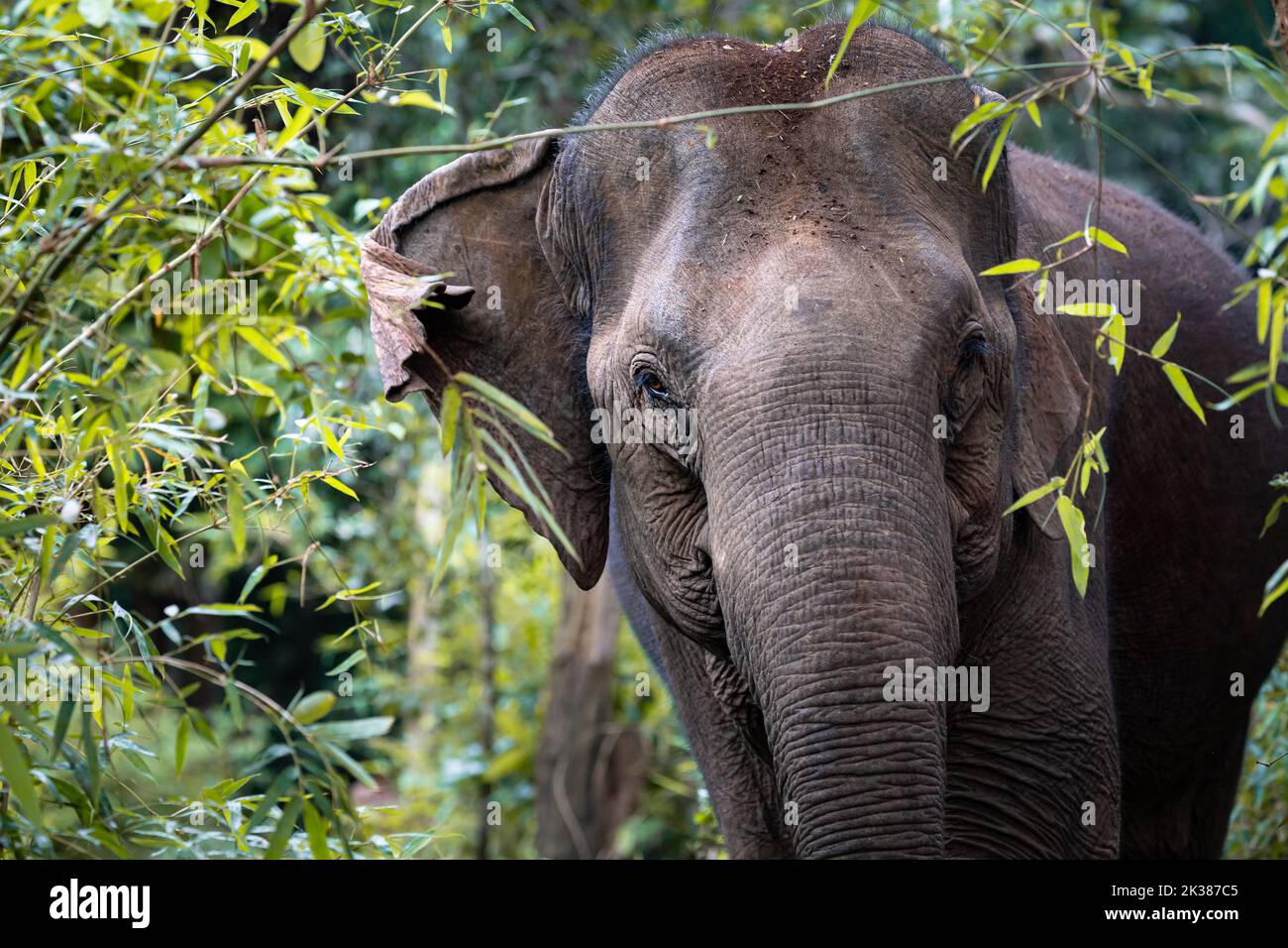 Wilder asiatischer Elefant im Dschungel von Kambodscha, Südostasien Stockfoto