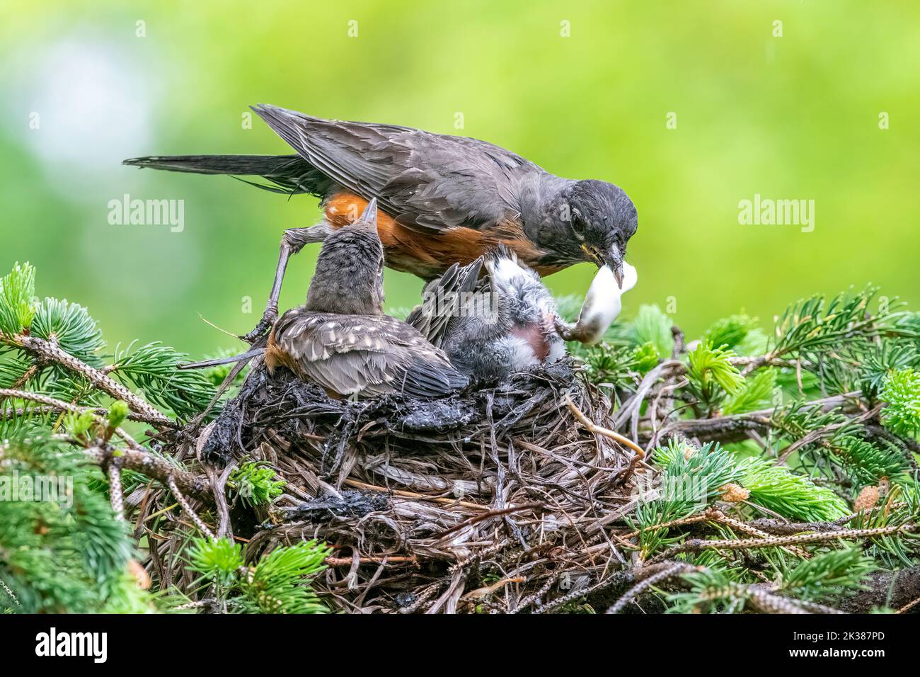 American Robin füttert Küken im Nest, Spring, Nordamerika, von Dominique Braud/Dembinsky Photo Assoc Stockfoto American Robin füttert Küken im Nest, Spring, Nordamerika, von Dominique Braud/Dembinsky Photo Assoc Stockfoto