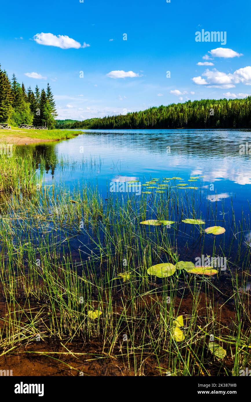 Lilly Pads; Fort Nelson River; Andy Bailey Regional Park; Muska-Kechika Management Area; südlich von Fort Nelson; British Columbia; Kanada Stockfoto