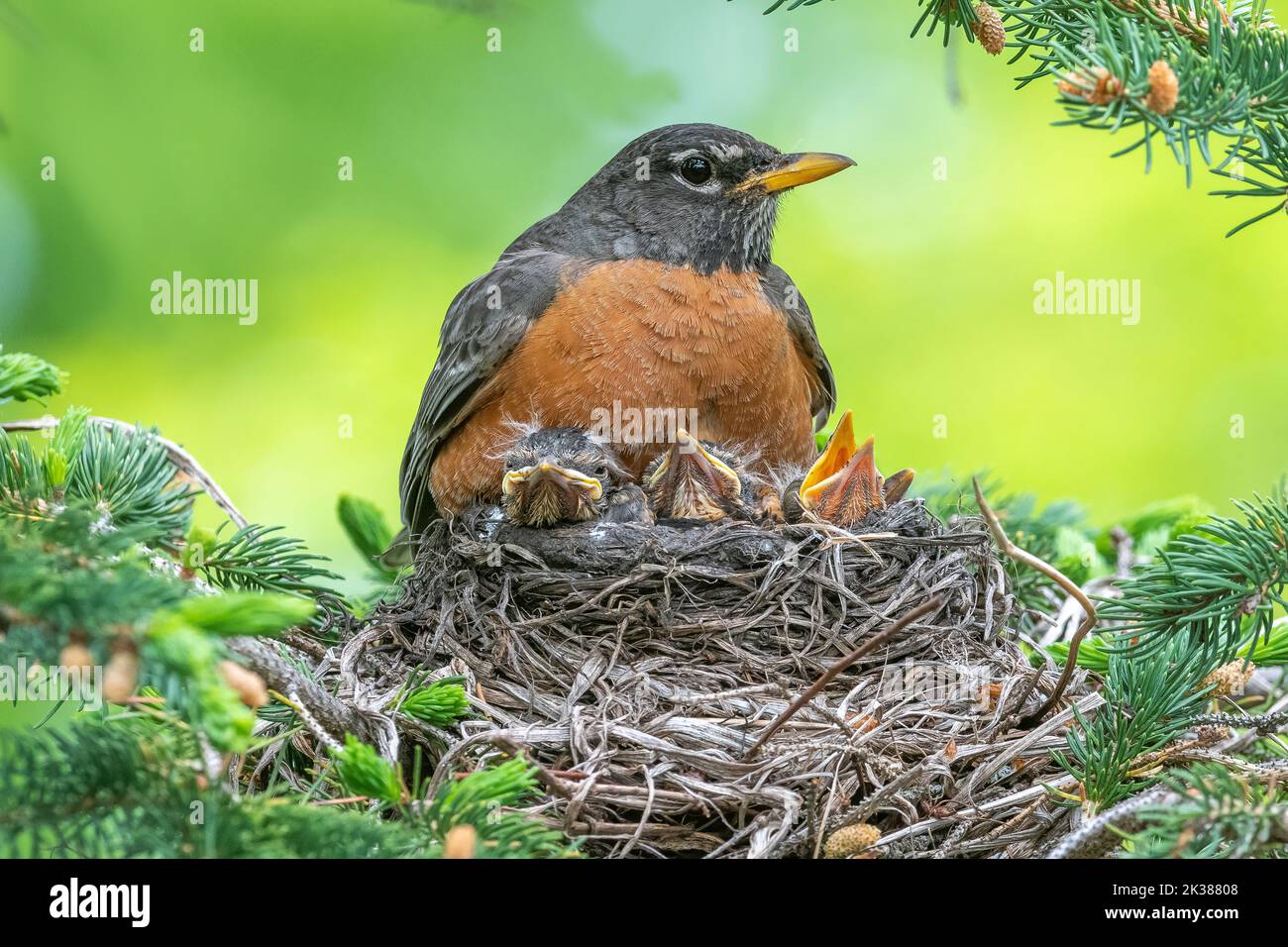 American Robin füttert Küken im Nest, Spring, Nordamerika, von Dominique Braud/Dembinsky Photo Assoc Stockfoto