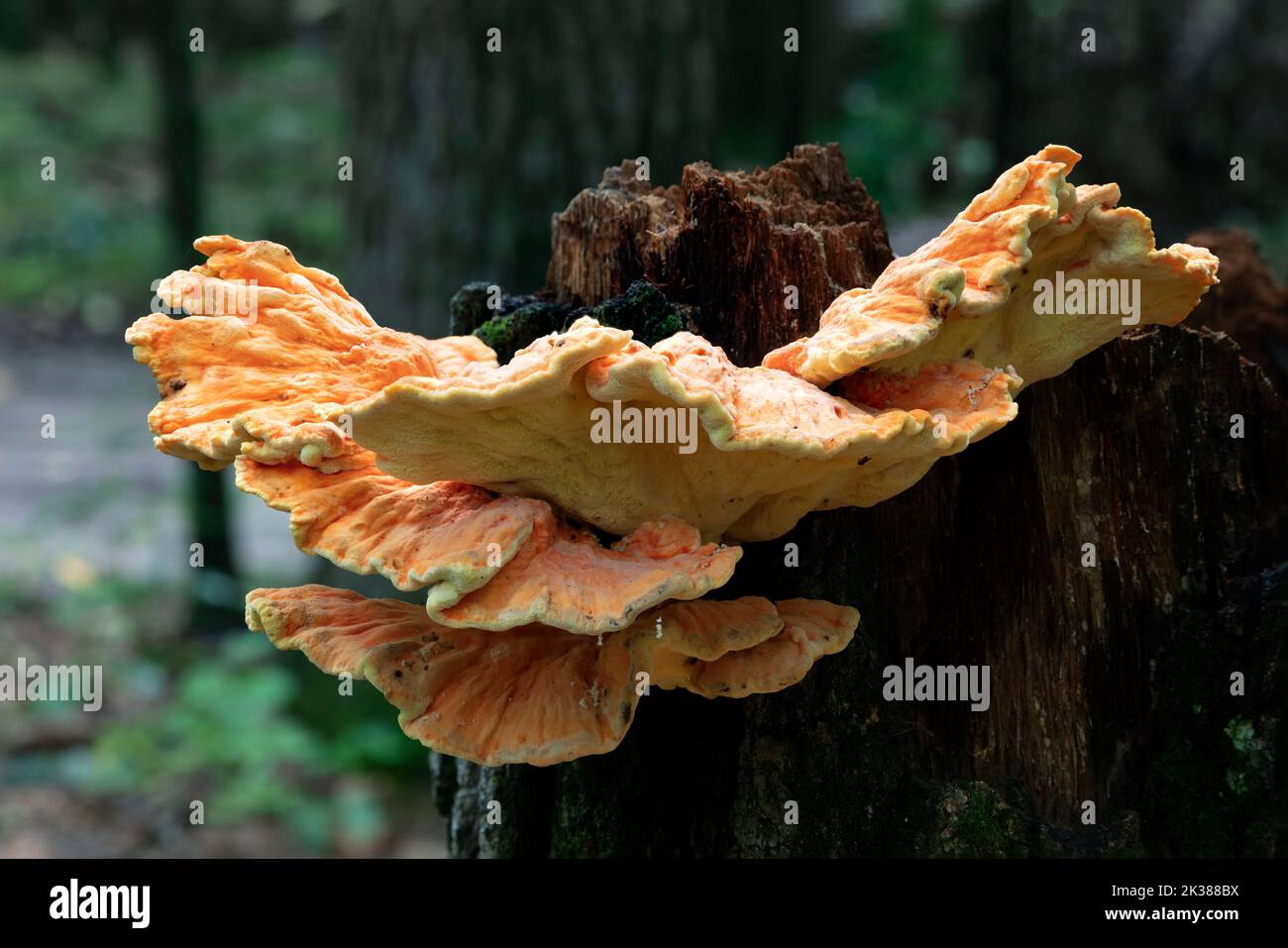 Waldhuhnpilze (Laetiporus sulfureus), wächst auf Stamm eines toten Baumes, Wald, E USA, von James D. Coppinger/Dembinsky Photo Assoc Stockfoto