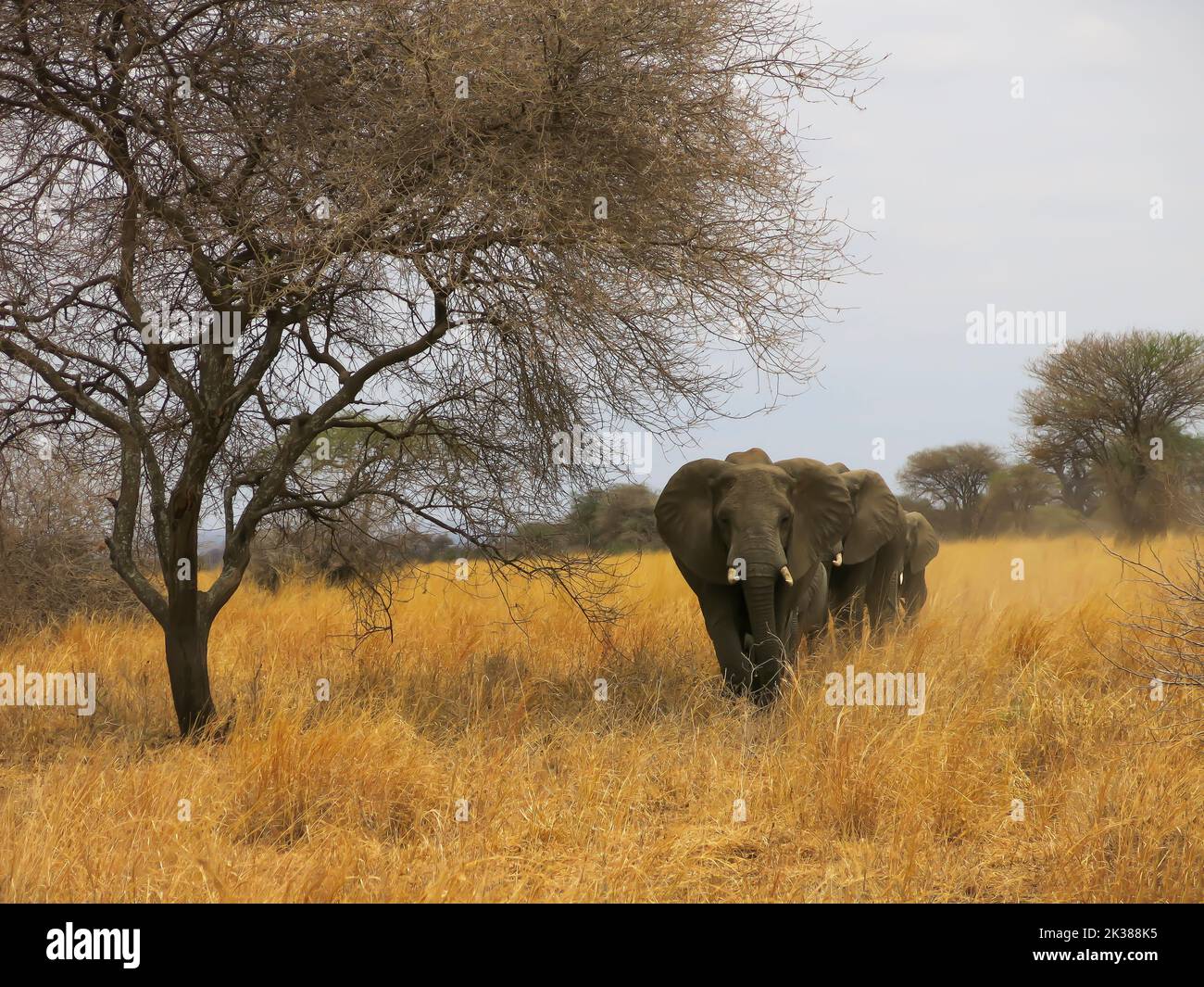 Elefantenfamilie unterwegs im Tarangire National Park, Tansania, Ostafrika Stockfoto