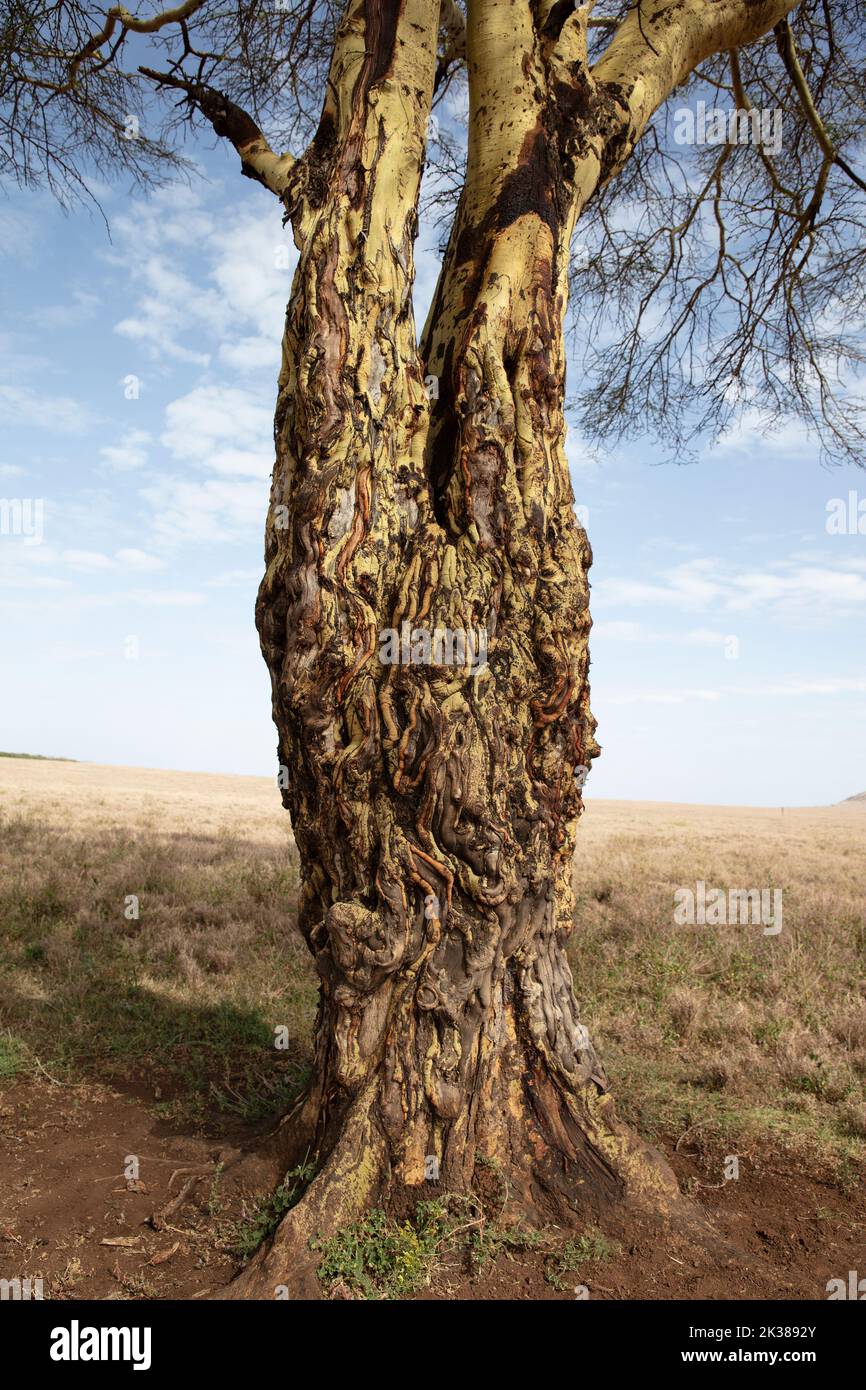 Fieberbaum (Vachellia xanthohloea), wächst in der Nähe von Sumpf, in der Nähe von kurzer Grassavanne, N. Kenya, E Afrika, von Dembinsky Photo Assoc Stockfoto