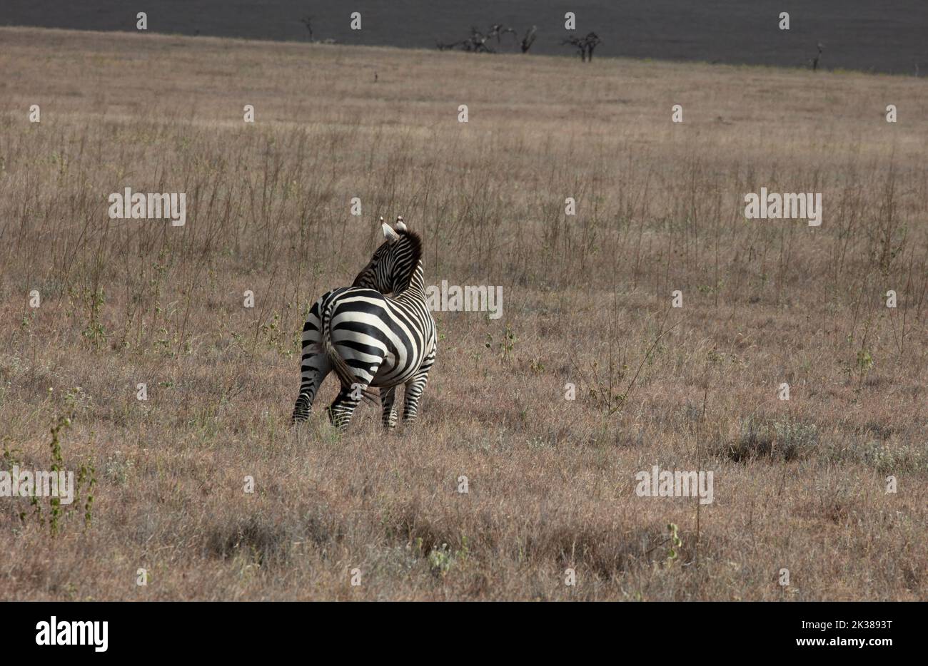 Grevys Zebra grast auf kurzen Gräsern, N. Kenya, E-Afrika, Trockenzeit, von Dembinsky Photo Assoc Stockfoto