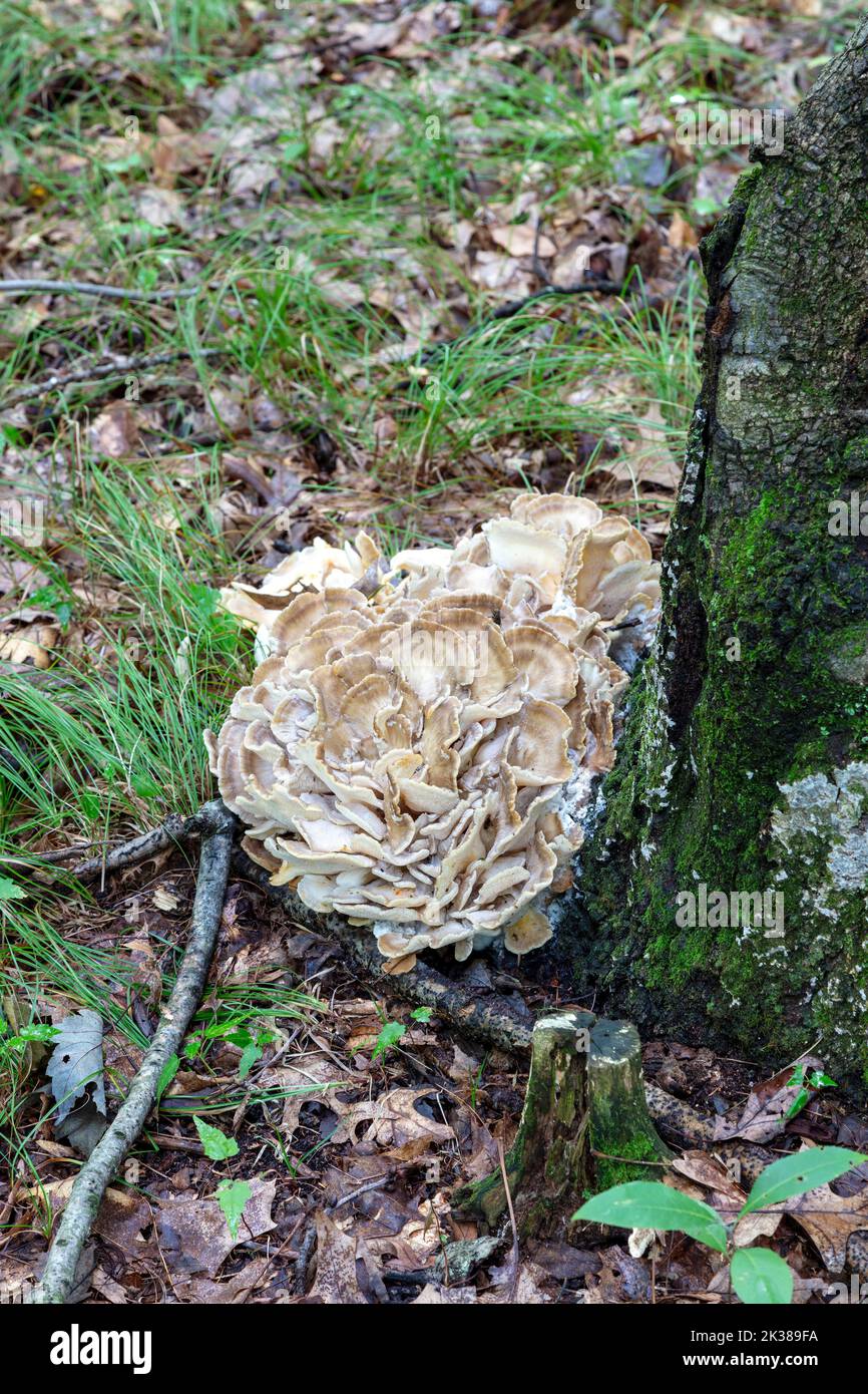 Maitake-Pilze (Grifola frondosa), die an der Basis des Baumes wachsen, E Laubwald, Spätsommer, Herbst, E USA, Von James D. Coppinger/Dembinsky Photo Assoc Stockfoto