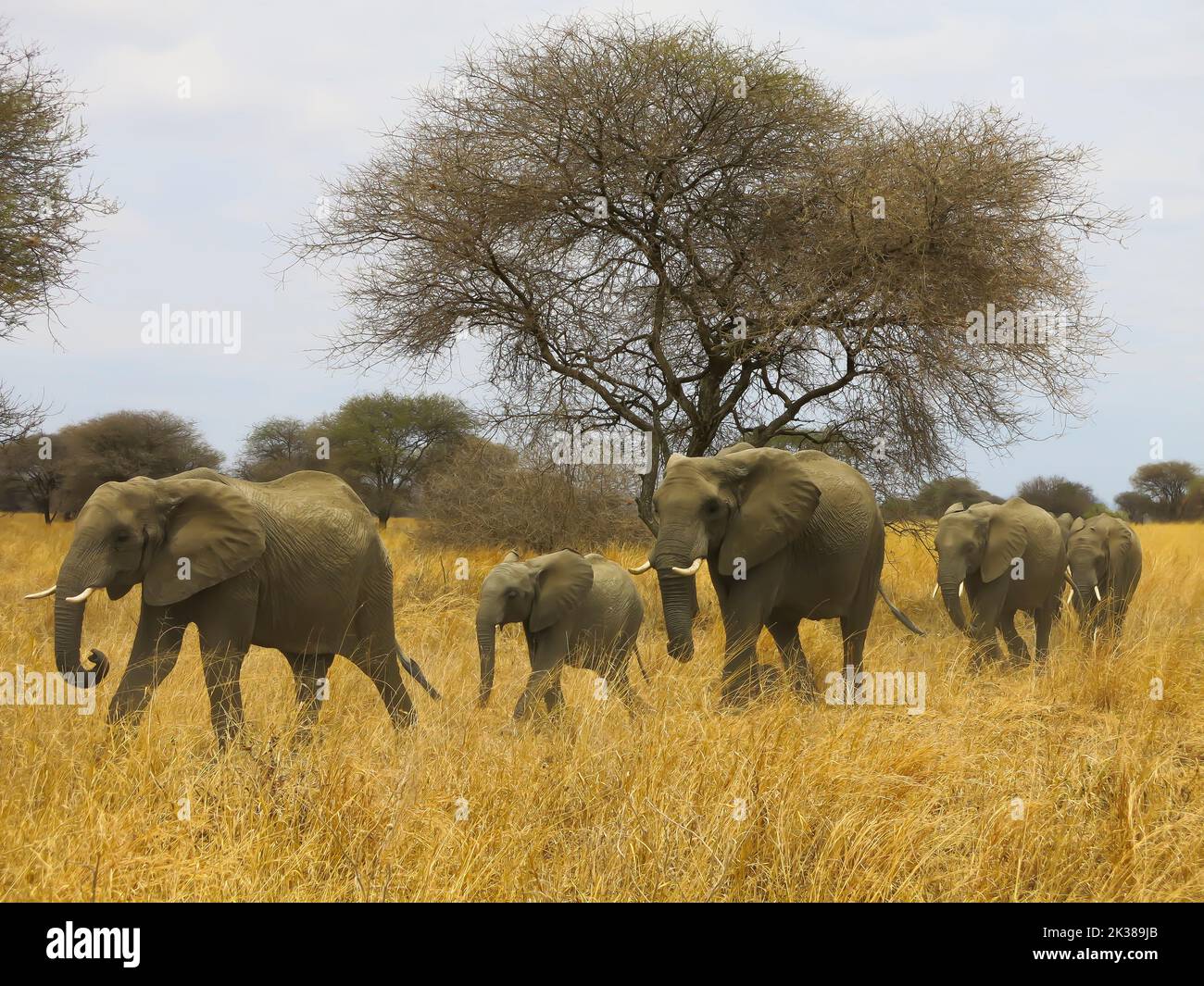 Elefantenfamilie unterwegs im Tarangire National Park, Tansania, Ostafrika Stockfoto