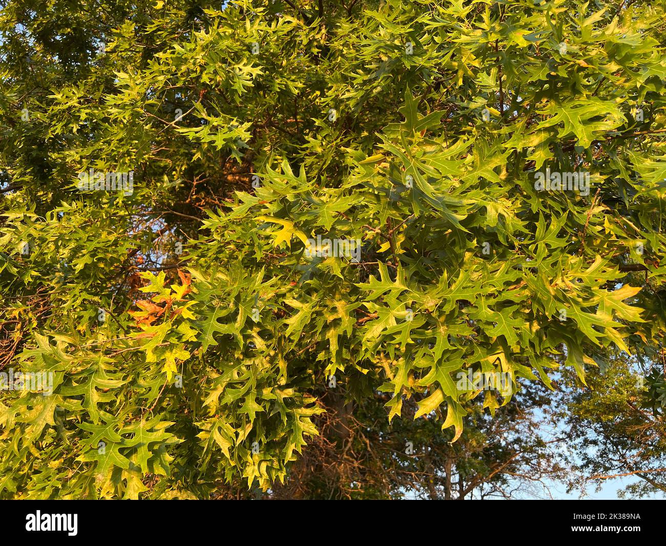 Northern Pink Oak Leaves, Summer, (Quercus palustris), E USA, von Dembinsky Photo Assoc Stockfoto