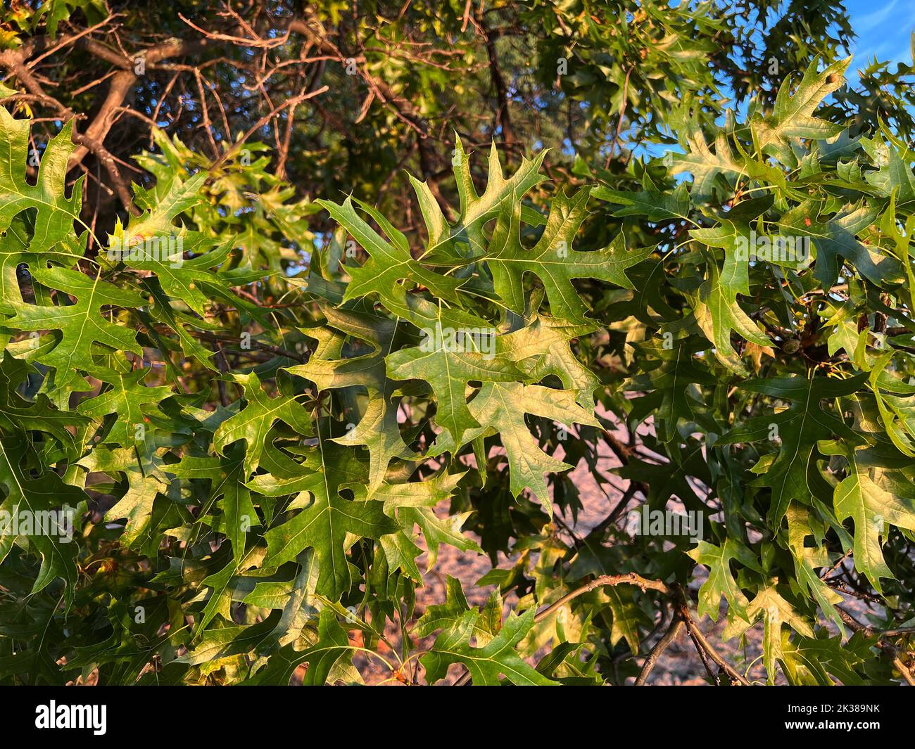 Northern Pink Oak Leaves, Summer, (Quercus palustris), E USA, von Dembinsky Photo Assoc Stockfoto