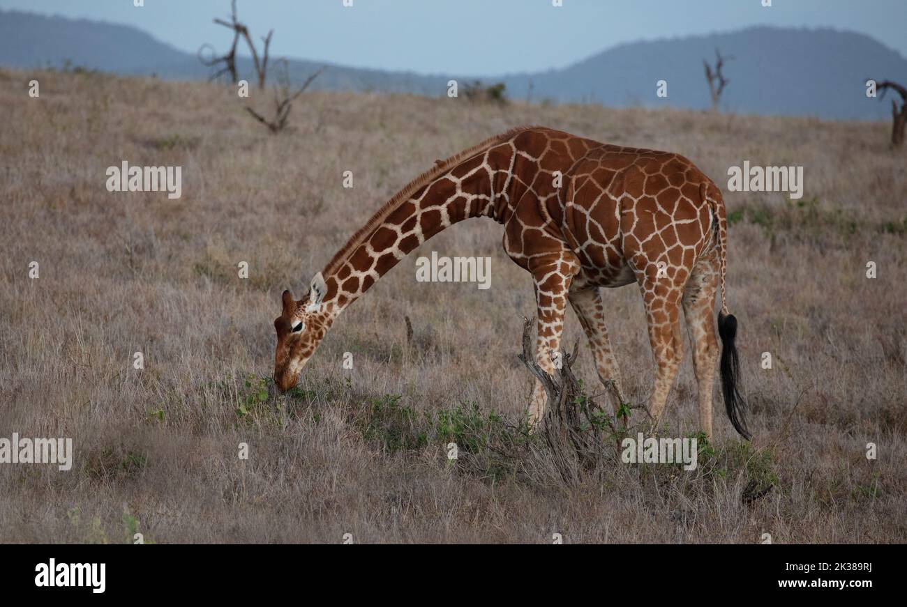 Netzgiraffe (Giraffa camelopardalis reticulata), Nahrungssuche, Grasland, N. Kenia, E. Afrika von Dembinsky Photo Assoc Stockfoto