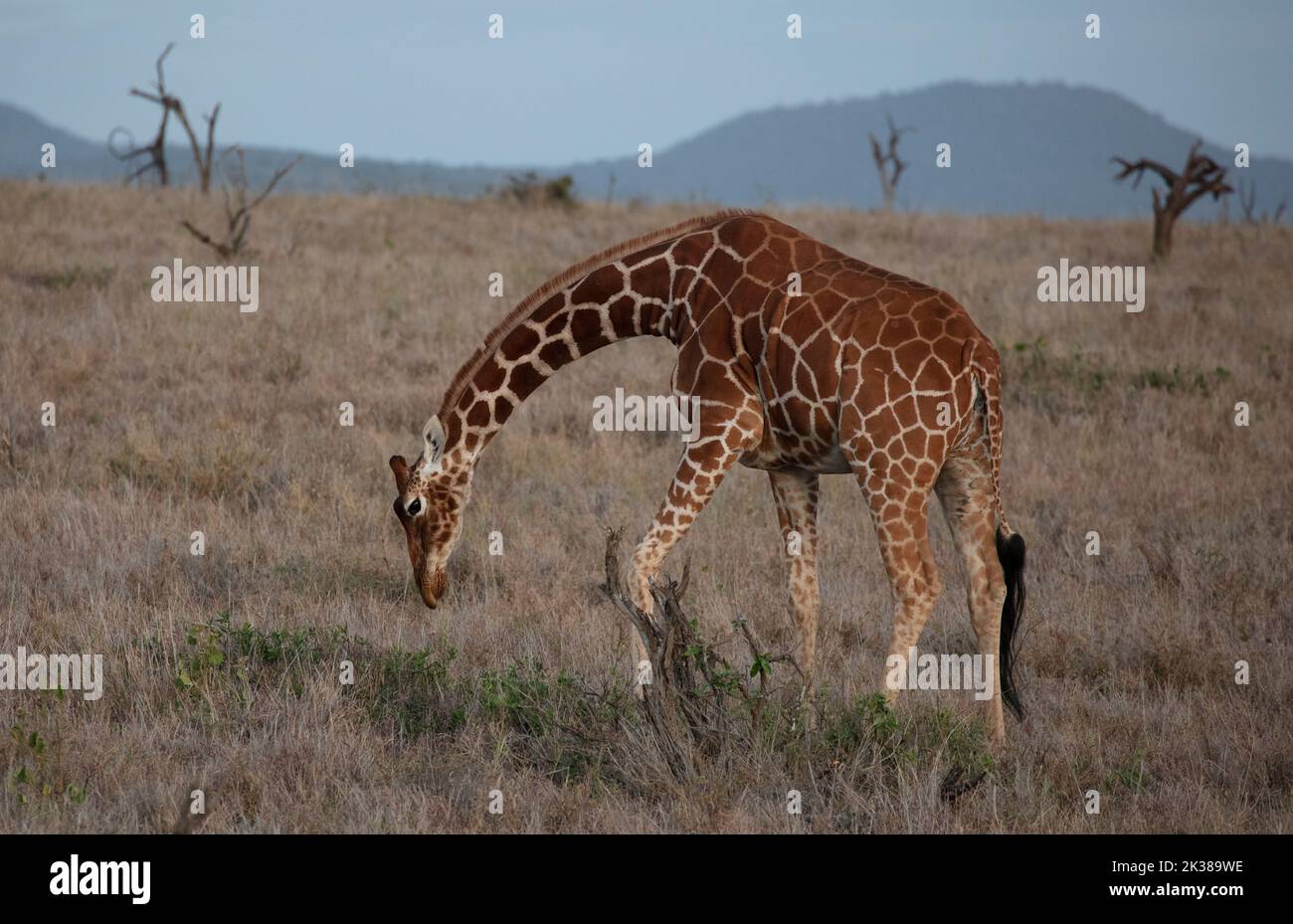 Netzgiraffe (Giraffa camelopardalis reticulata), Nahrungssuche, Grasland, N. Kenia, E. Afrika von Dembinsky Photo Assoc Stockfoto