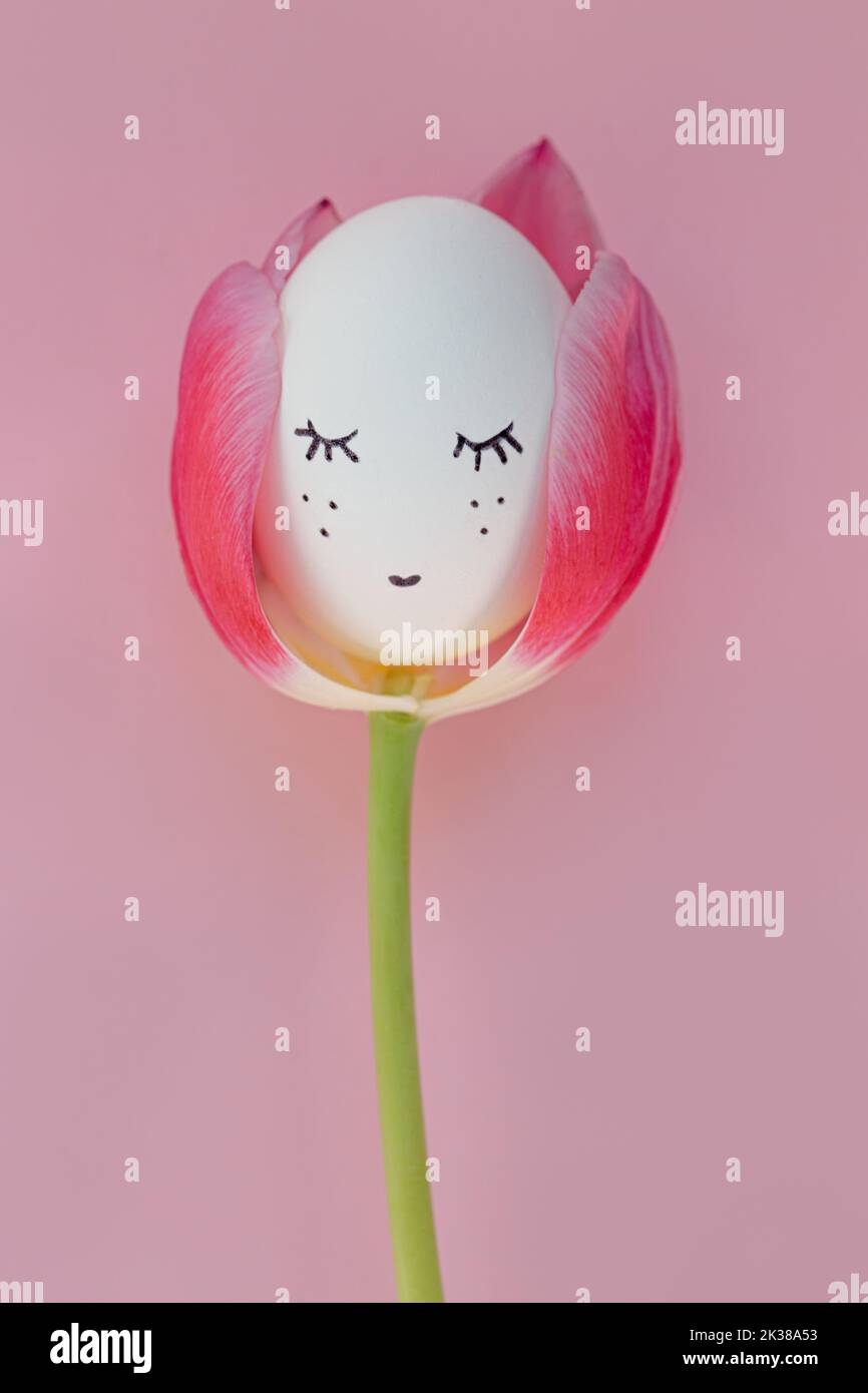 Drei Tulpen auf schwarzem Hintergrund. Nahaufnahme von gelb-rosa Pflanzen. Grußkarte mit Tulpen. Blühende Tulpenblätter auf schwarzem Hintergrund mit Herzen. Stockfoto