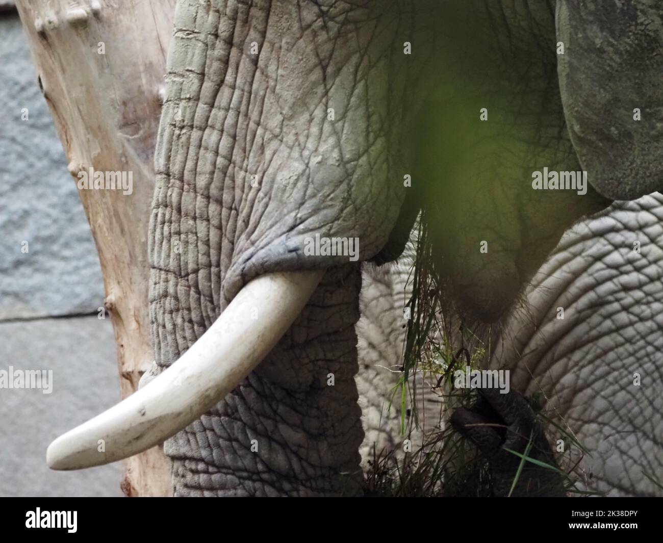 Wien, Österreich. 29. August 2022. Nahaufnahme des Kopfes eines afrikanischen Elefanten im Zoo Wien Schönbrunn. Tiergarten SchÃ¶nbrunn ist ein Zoo auf dem Gelände des Schloss- und Parkkomplexes SchÃ¶SchÃ¶nbrunn am Stadtrand von Wien. Er wurde 1752 gegründet und ist der älteste Zoo Europas. Mehr als 8500 Tiere (etwa 700 Arten) leben hier heute. Mehr als 2 Millionen Menschen besuchen den Zoo jährlich. (Bild: © Igor Golovniov/SOPA Images via ZUMA Press Wire) Stockfoto