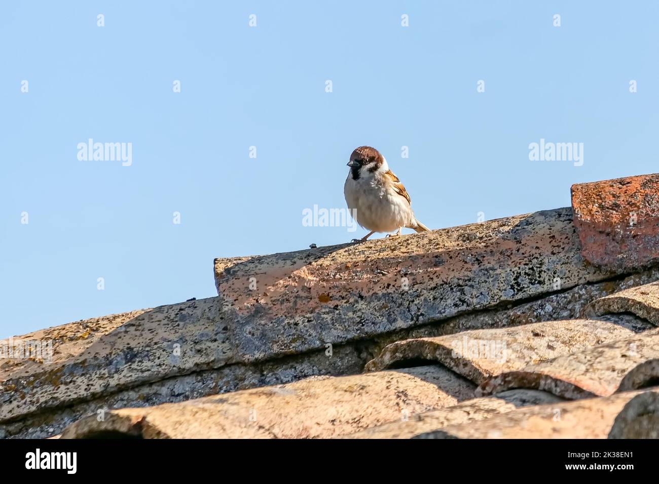 Männlicher eurasischer Baumsperling (Passer montanus) auf dem Dach eines rustikalen Hauses, ist ein Singvögel aus der Sperlingsfamilie mit einer reichen Kastanienkrone und n Stockfoto