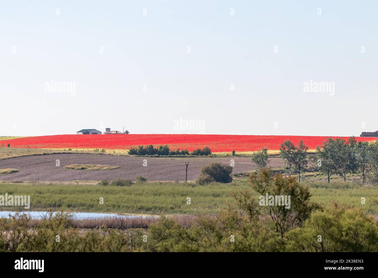 Schöne Landschaft von Papaver rhoeas, sind gemeinsame Namen oder ​corn Mohnblume, Maisrose, Feldmohn, Flandern Mohnblume und roten Mohns Stockfoto