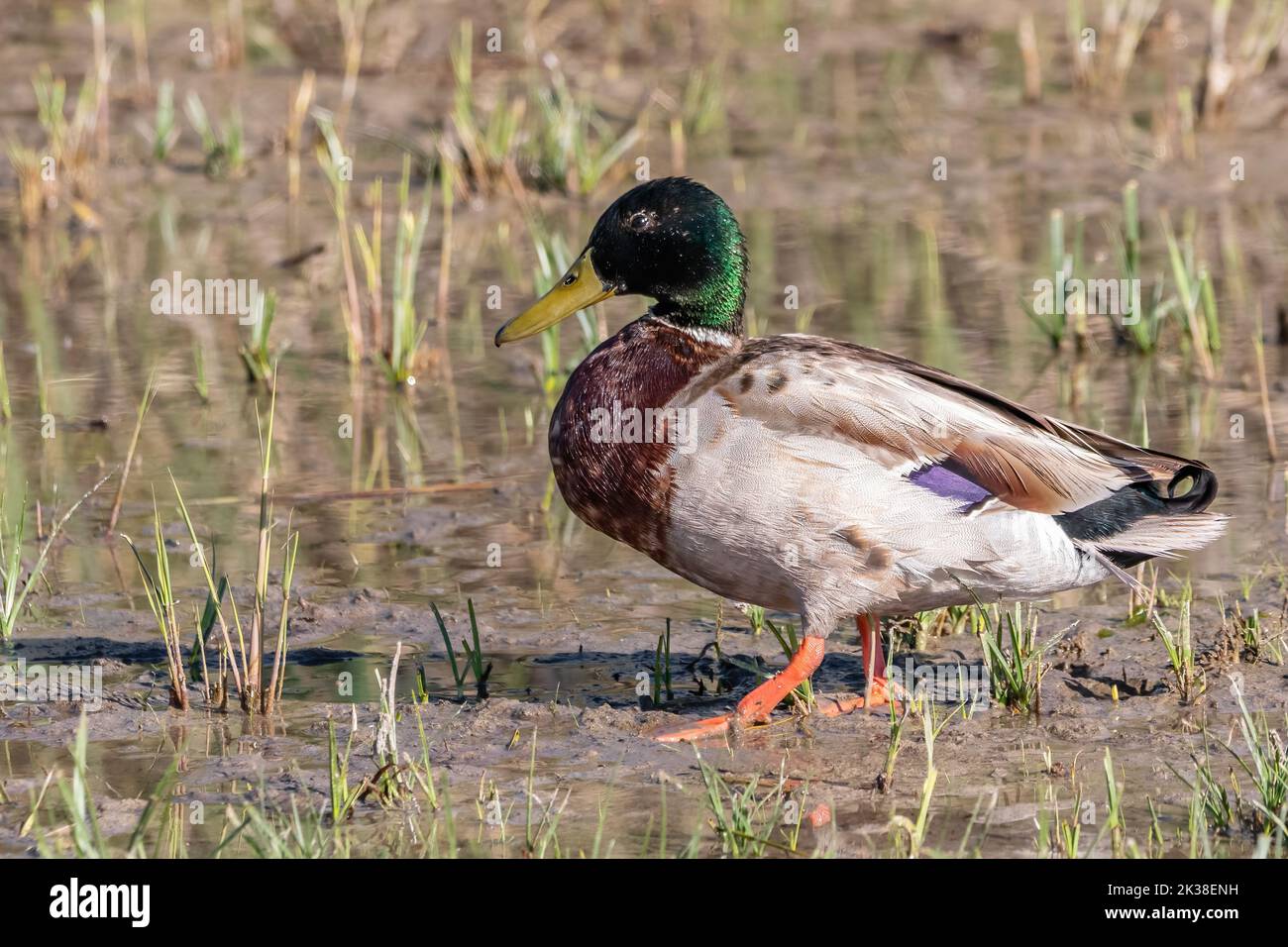 Eine männliche Stockente oder Wildente (Anas platyrhynchos), die in Feuchtgebieten spazierend ist Stockfoto