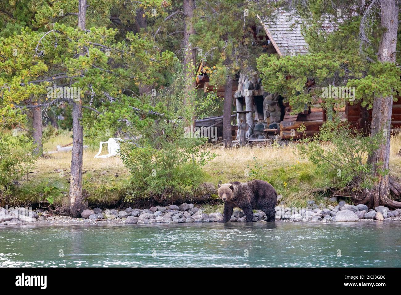 Grizzly Bear zu Fuß in der Nähe einer Hütte Stockfoto