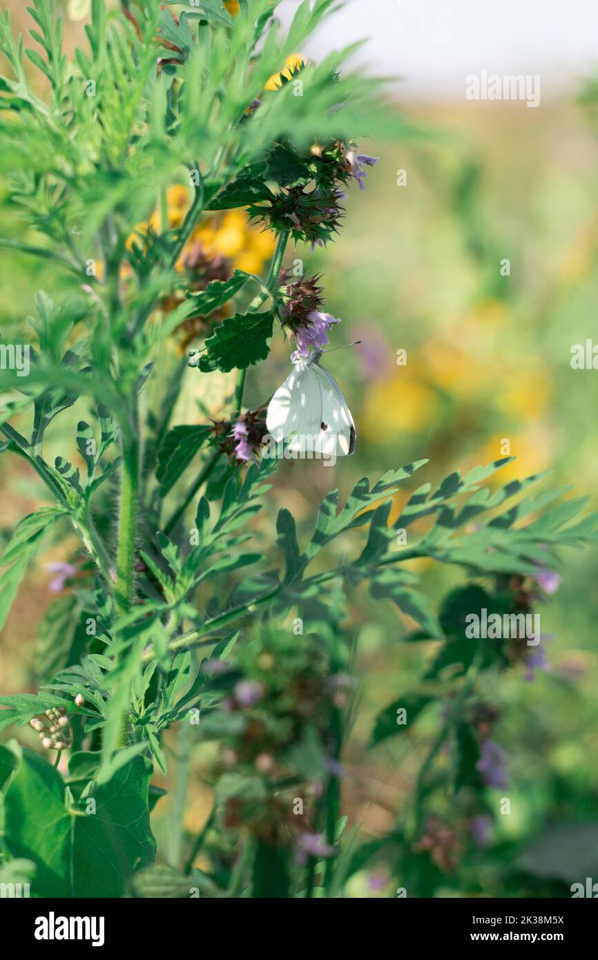 Ein Schmetterling auf einer grünen Wildblume. Ein Schmetterling im Flug. Ein weißer Schmetterling. Grüne Wiese. Stockfoto