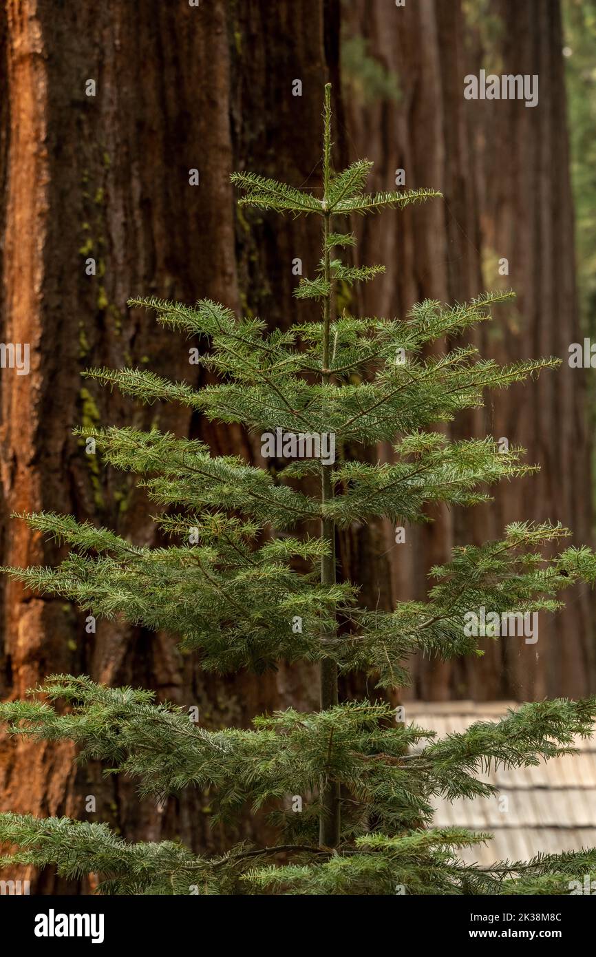 Kleine Kiefer mit einer Reihe von Sequoias in der Ferne in Mariposa Grove von Yosemite Stockfoto