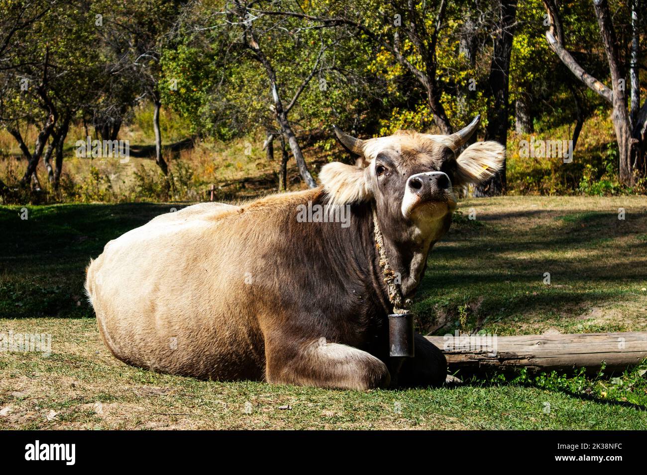 Ein Stier mit Glocke liegt auf dem Rasen Stockfoto