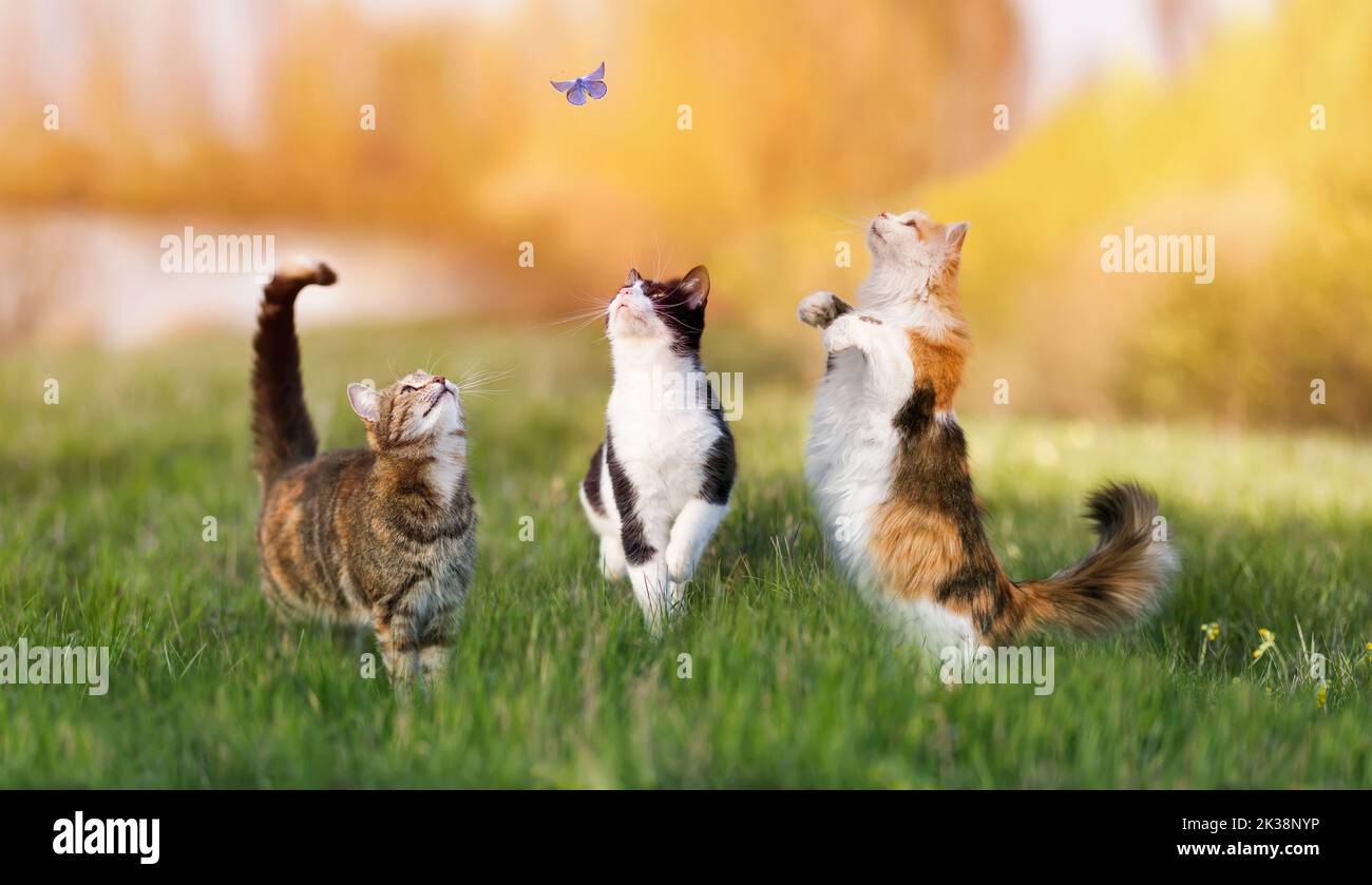 Drei verschiedene Katzen fangen einen kleinen blauen Schmetterling auf einer sonnigen Sommerwiese Stockfoto