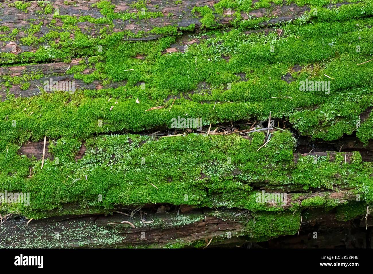 Moos wächst auf einem verwesenden Baum, Santa Catalina Mountains, Tucson, Arizona Stockfoto