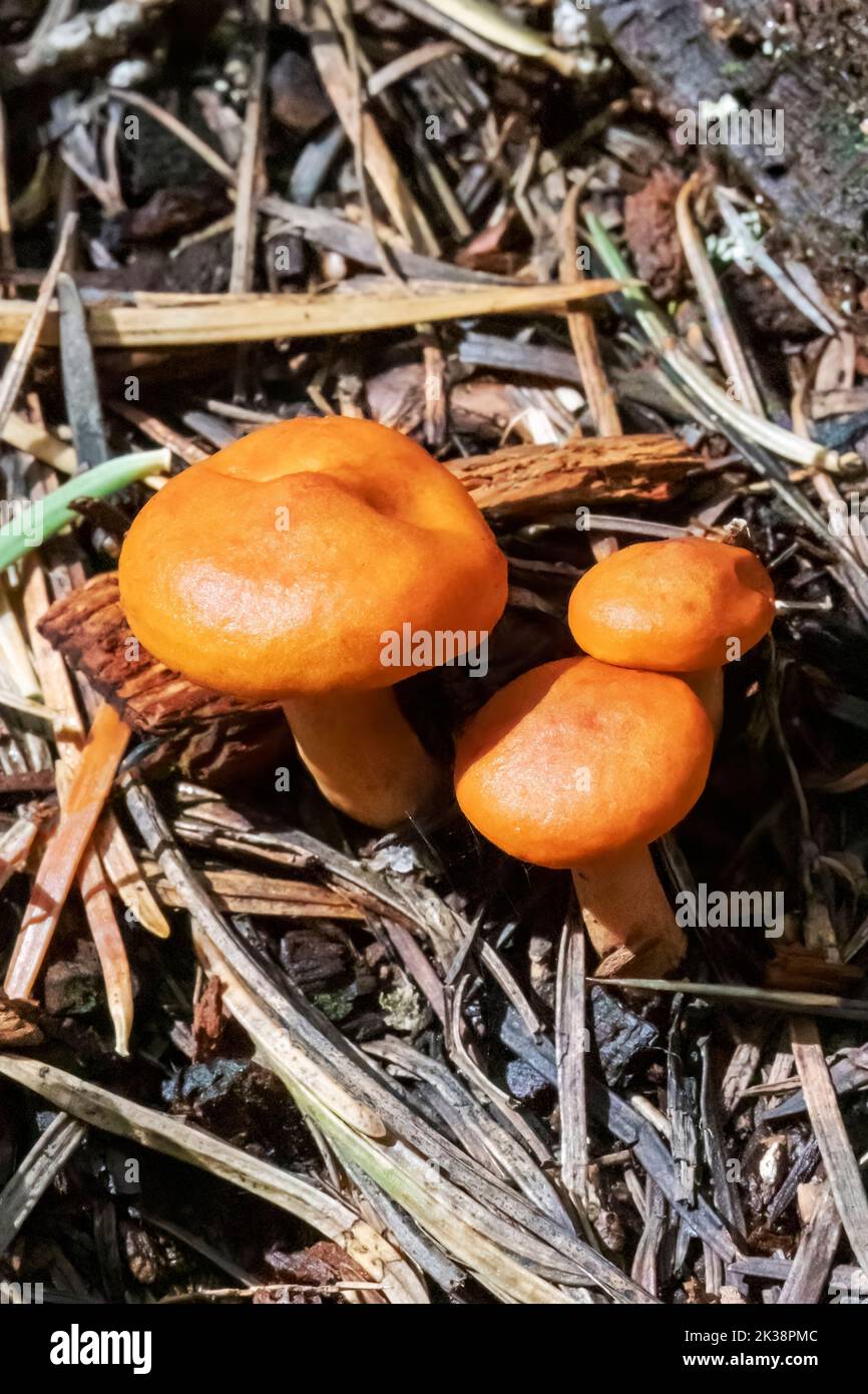 Lärchenwachskappe (Hygrophorus speciosus), Santa Catalina Mountains, Tucson, Arizona, USA Stockfoto