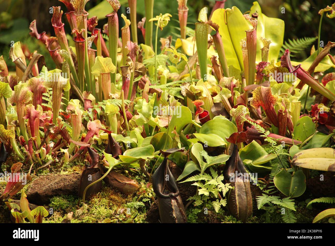 Blick auf wunderschöne Pflanzen, die in einem botanischen Garten wachsen Stockfoto