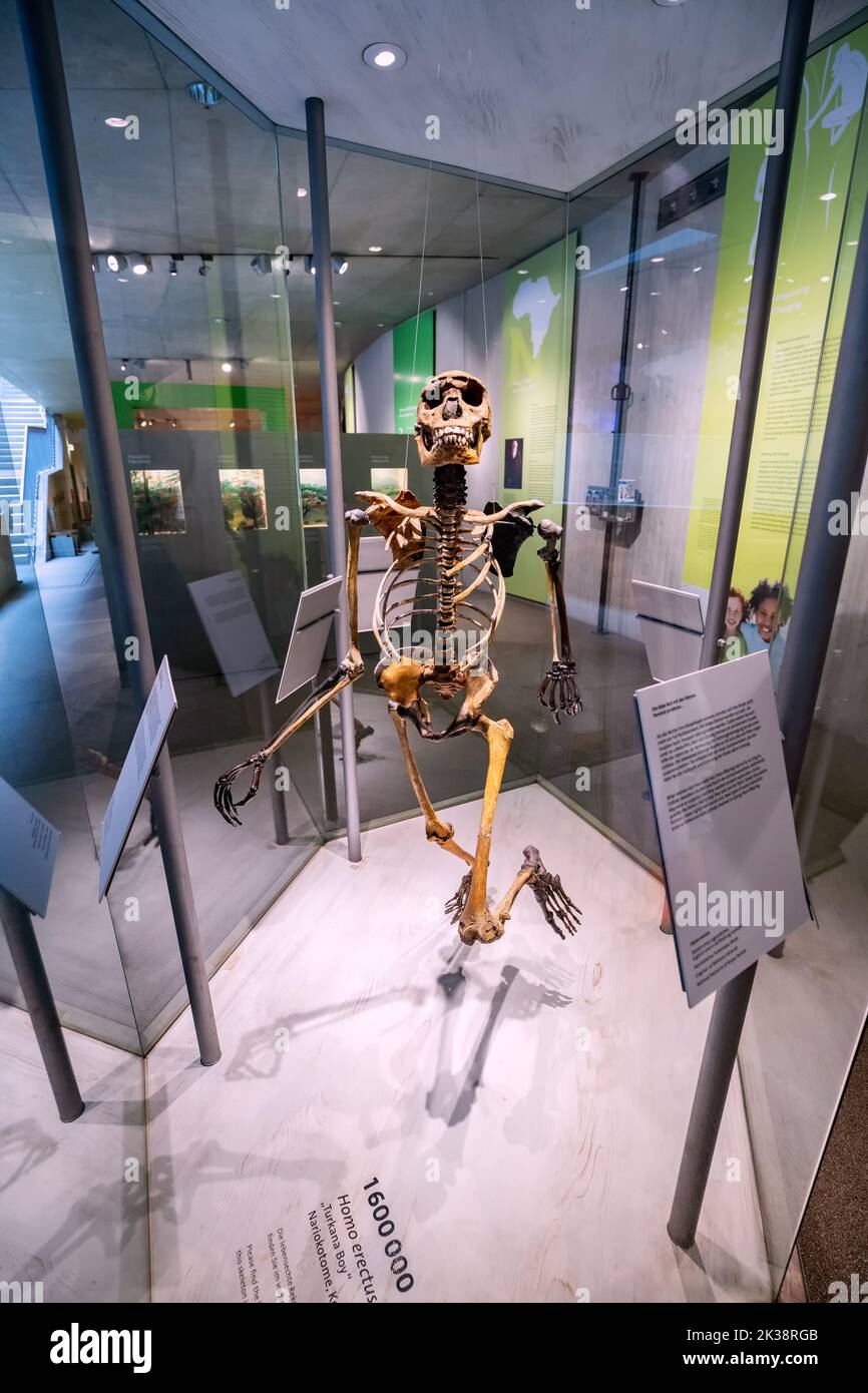 22. Juli 2022, Düsseldorf, Deutschland: Rekonstruktion des Schädels und der Knochen Überreste und Fragmente eines steinzeitlichen prähistorischen menschlichen Sapiens Skelett und n Stockfoto