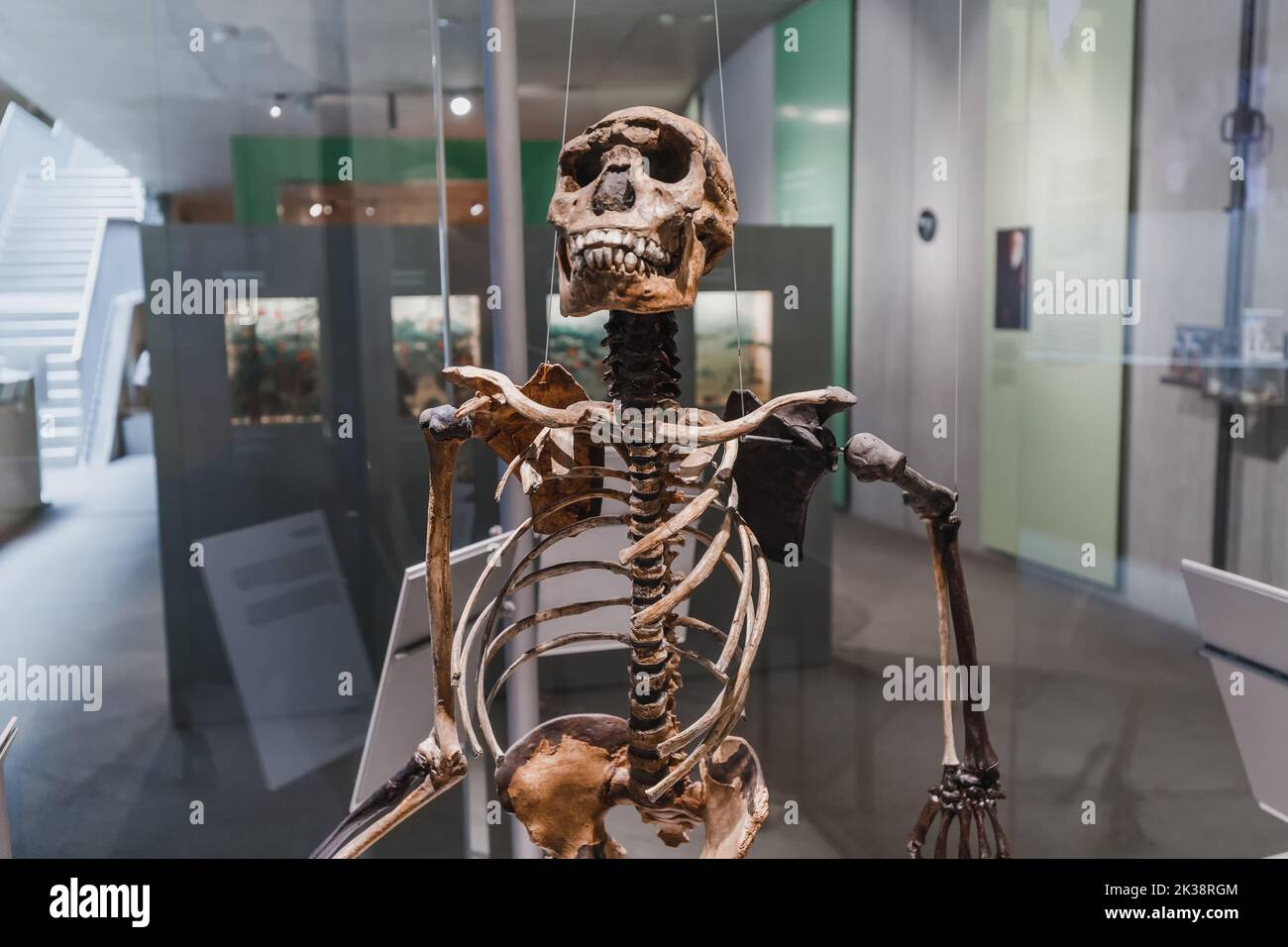 22. Juli 2022, Düsseldorf, Deutschland: Rekonstruktion des Schädels und der Knochen Überreste und Fragmente eines steinzeitlichen prähistorischen menschlichen Sapiens Skelett und n Stockfoto