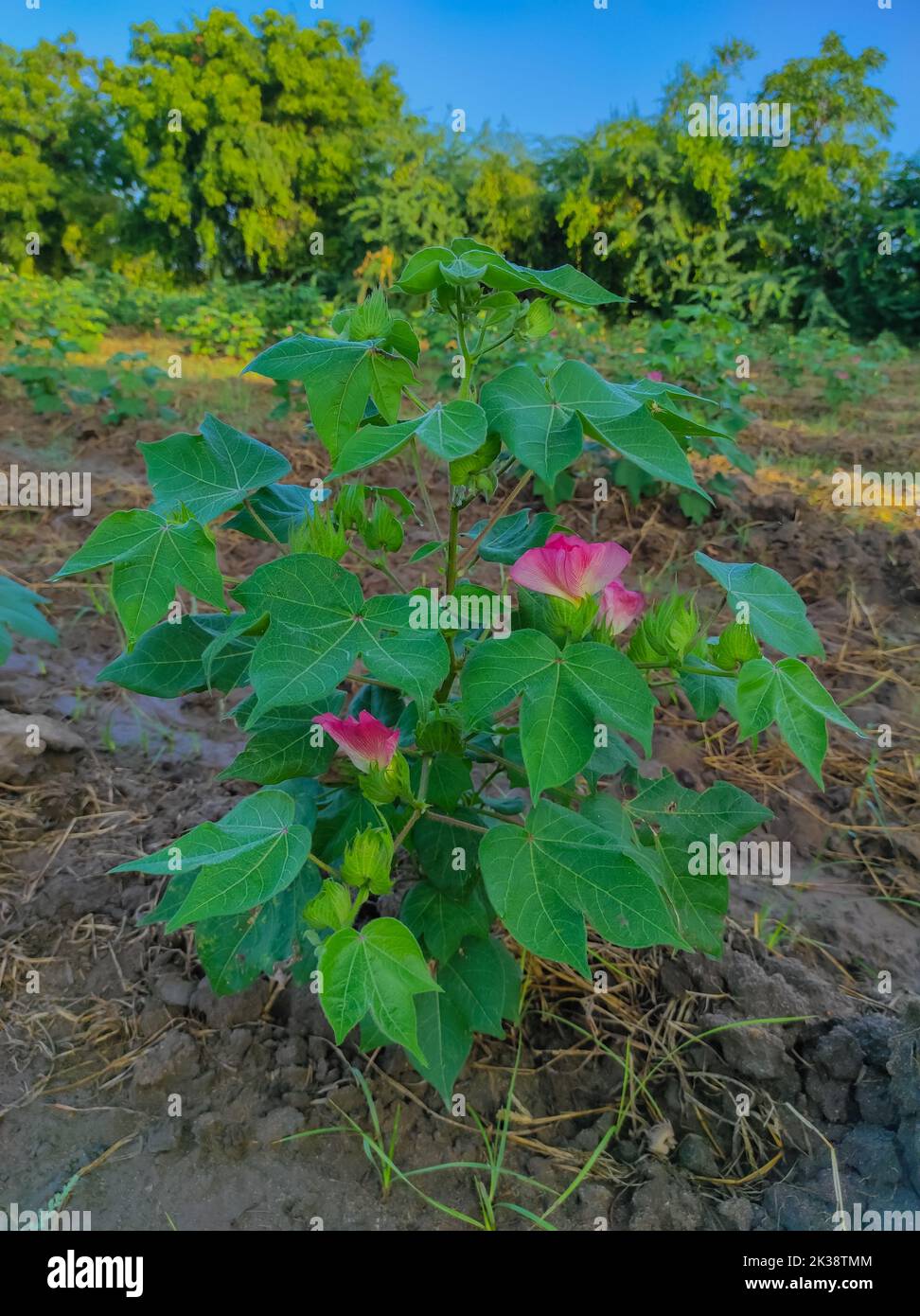 Eine schöne Nahaufnahme der Indian Village Farm in BT Cotton Flowers Plant Stockfoto