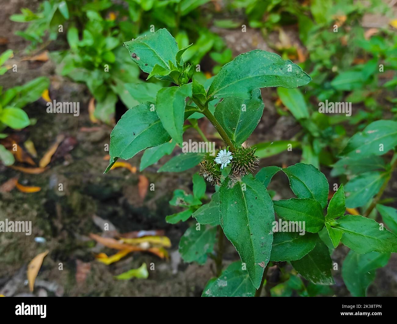 Eine schöne Nahaufnahme von Bhringaraj False Daisy Kesharaj Ayurvedische Medizin Blumenpflanze Stockfoto