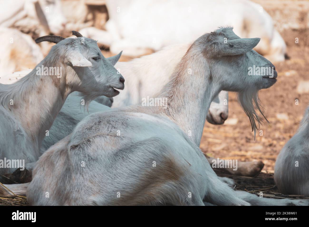 Lustige weiße Ziegen auf der Ziegenfarm Stockfoto