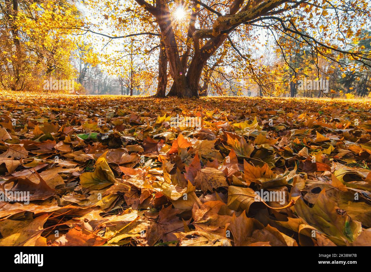 Der Herbst hinterlässt Teppich auf dem Boden. Farbenfrohe Herbstszene. Stockfoto