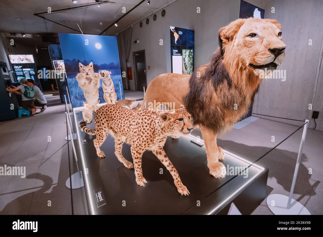 22. Juli 2022, Neanderthal Museum, Deutschland: Besucher der Ausstellung ausgestopfte Katzen im Museum Stockfoto