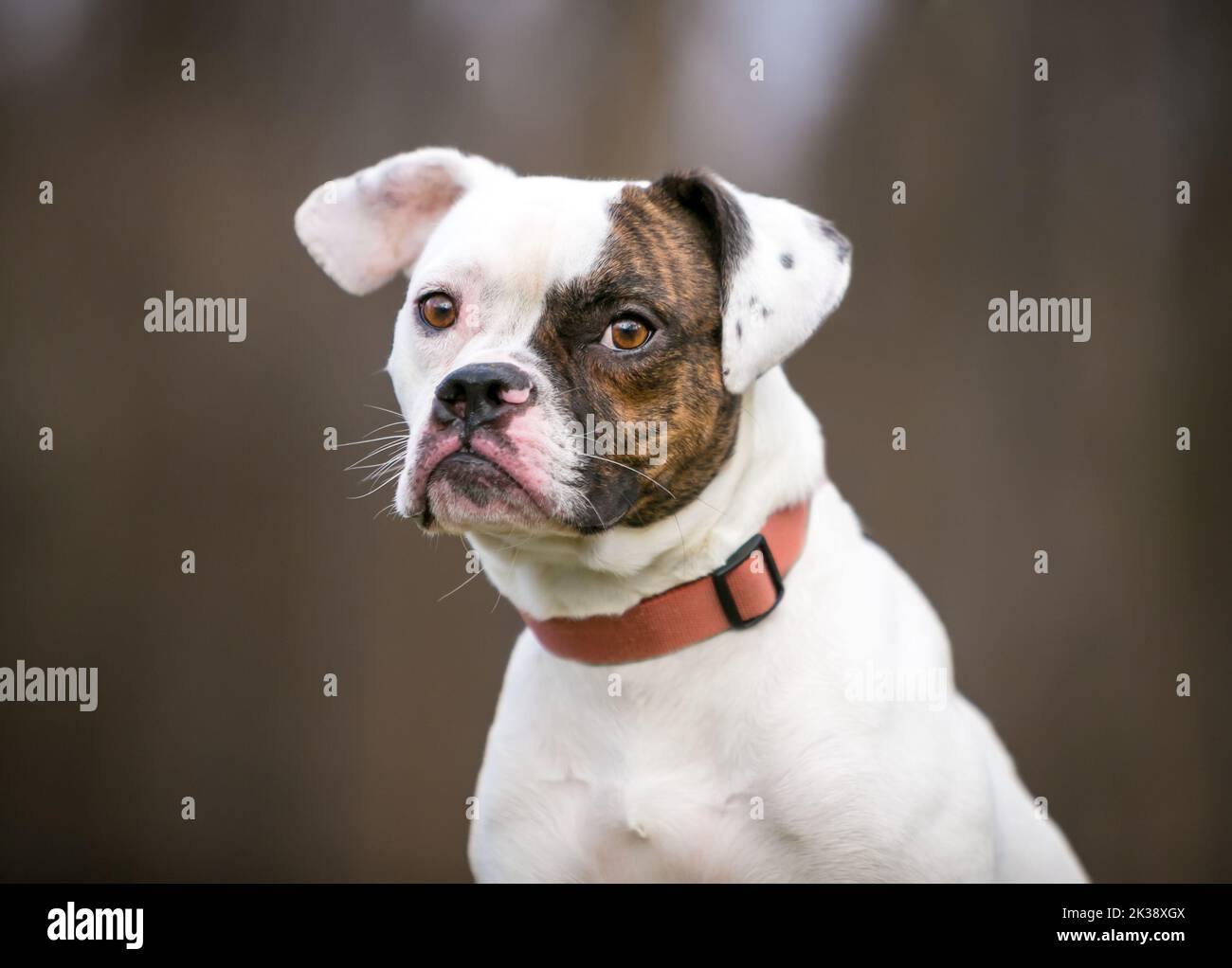 Ein Pug x Beagle x Bulldog Mischlingshund, der seitlich auf die Kamera schaut Stockfoto