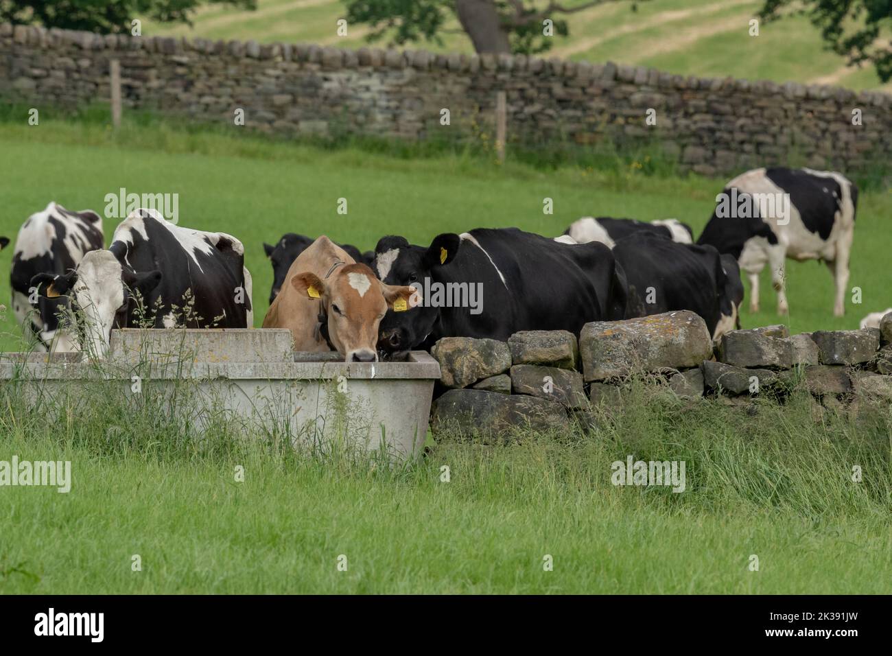 Eine Single-Jersey-Kuh mit mehreren friesischen Kühen, die aus einem Wassertrog in Baildon, Yorkshire, trinken. Stockfoto