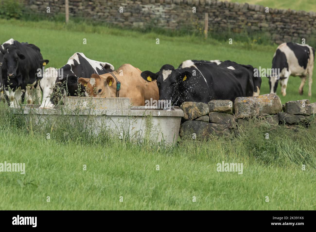 Eine Single-Jersey-Kuh mit mehreren friesischen Kühen, die aus einem Wassertrog in Baildon, Yorkshire, trinken. Stockfoto