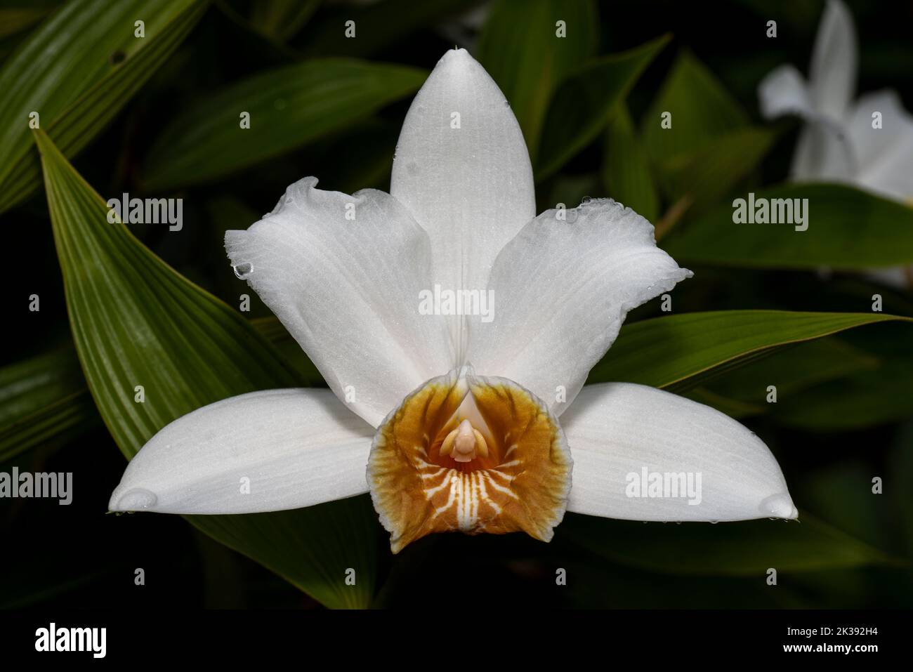 Riesige weiße Sobralia Orchideenblume Stockfoto