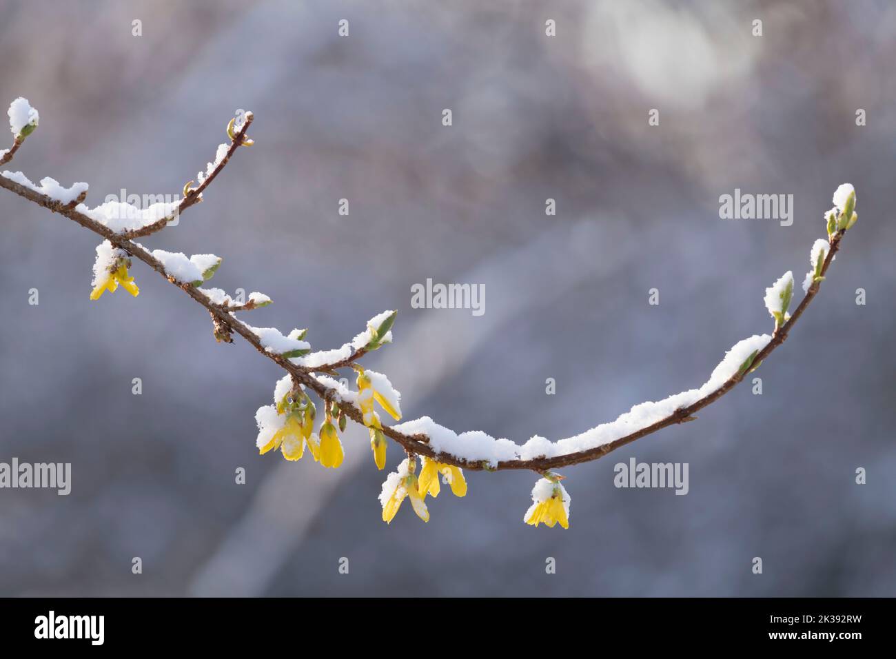 Blumen auf einem einzigen Zweig von Forsythia bedeckt mit einem leichten Staubwischen von unsaisonalem Schnee im Frühjahr Stockfoto