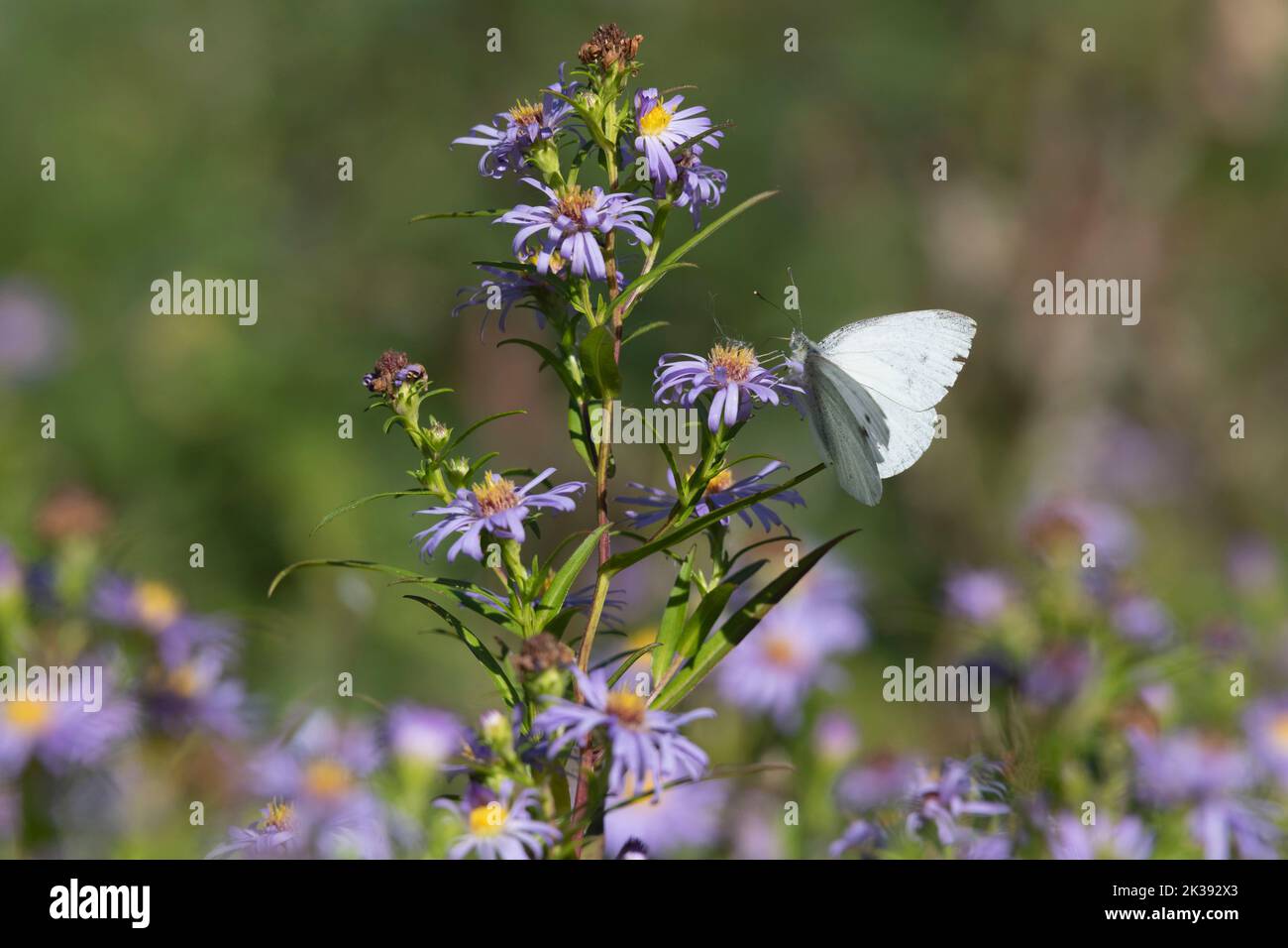 Ein kleiner weißer Schmetterling (Pieris rapae), der im Spätsommer/Frühherbst von Michaelmas-Gänseblümchen (Symphyotrichum Novi-Belgii) ernährt wird Stockfoto