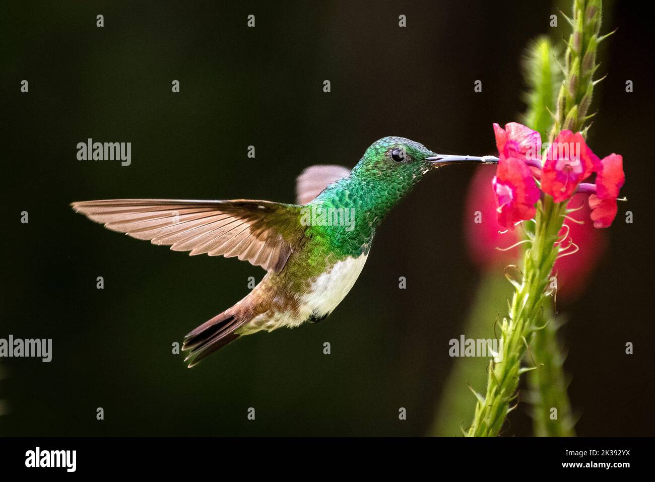 Verschneite bauchige Kolibri im Flug, die Nektar auf einer roten Blume füttert Stockfoto