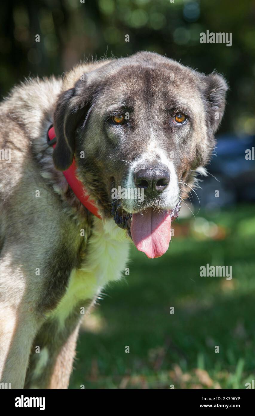 Weibliche reife spanische Mastiff Porträt. Sie trägt einen roten Kragen Stockfoto