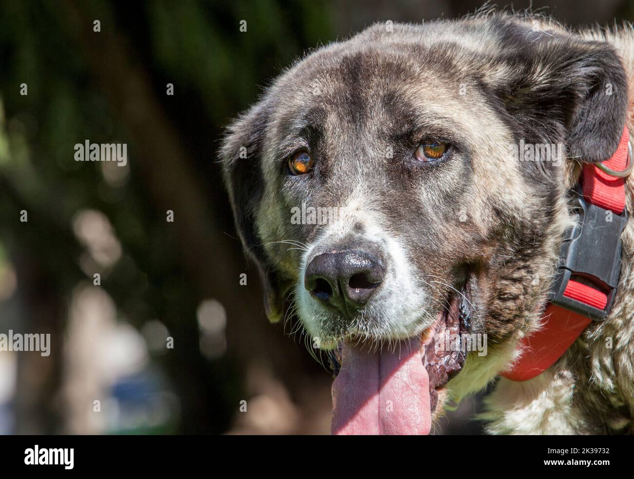 Weibliche reife spanische Mastiff Porträt. Sie trägt einen roten Kragen Stockfoto