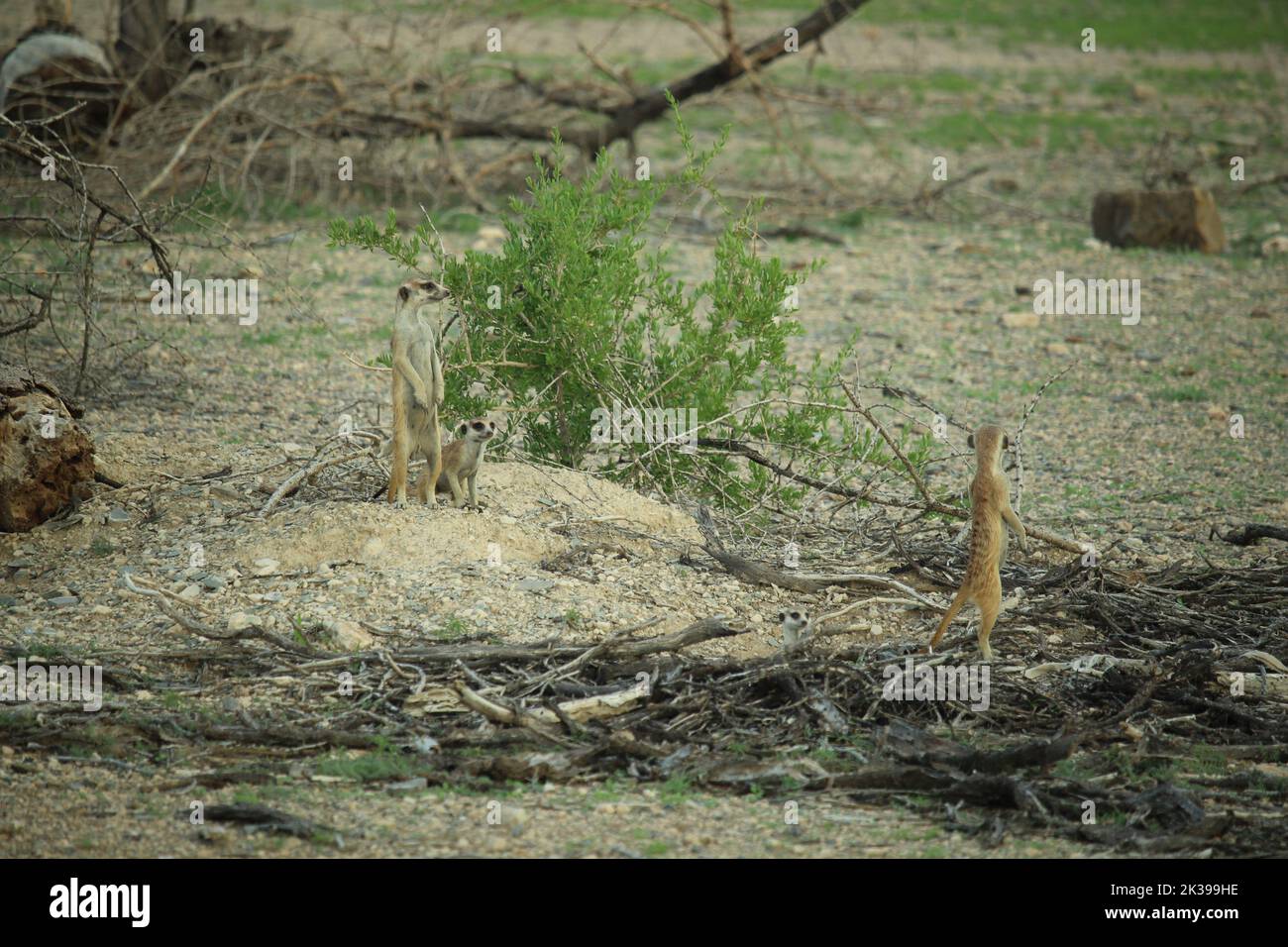 Drei wilde Erdmännchen in Namibia Stockfoto