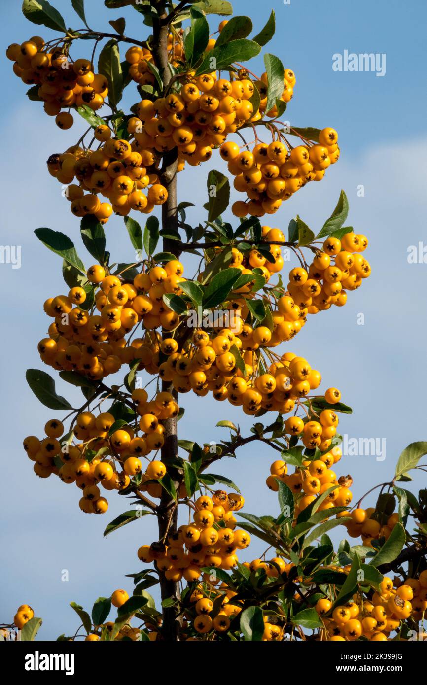 Pyracantha 'Orange Glow', Beeren am Zweig, Brenndorn, Pyramicantha-Beeren, Pyramicantha-Coccinea, Orangefarbene Früchte Stockfoto